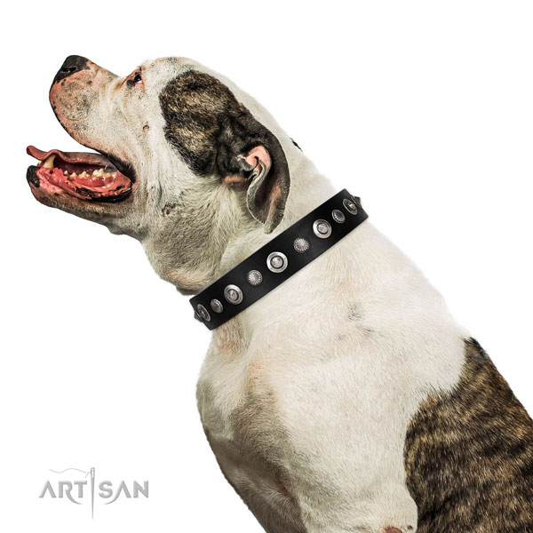 Strong full grain natural leather dog collar with awesome adornments