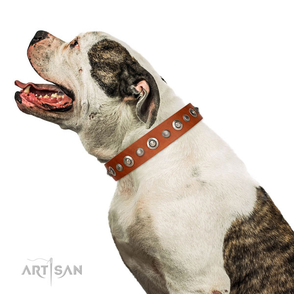 Top quality natural leather dog collar with extraordinary studs