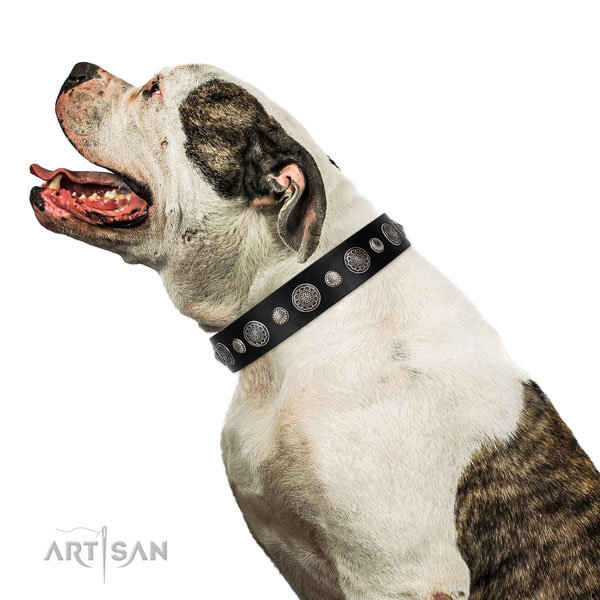 Genuine leather collar with corrosion resistant buckle for your impressive canine