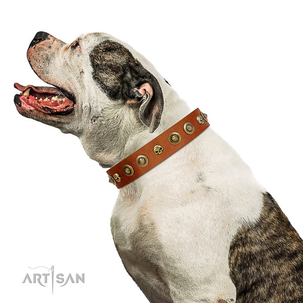 Quality full grain natural leather dog collar with adornments for your canine