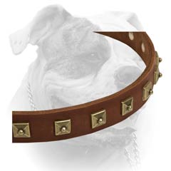 Brass studs for American Bulldog collar