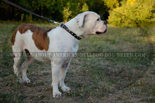 American Bulldog Decorated Leather Collar.