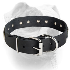 Leather American Bulldog collar with nickel plated fittings