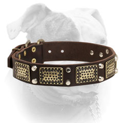 Extra wide leather American Bulldog collar