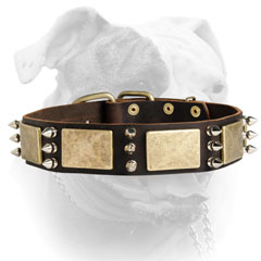 Decorated American Bulldog collar with massive brass plates and spikes