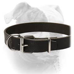 American Bulldog breed collar with rust-resistant buckle