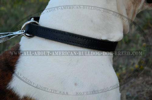 Leather choke collar for American Bulldog