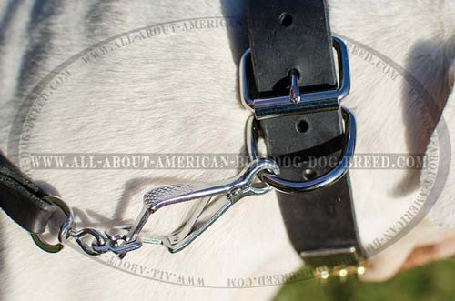 Extra wide American Bulldog collar with strong D-ring