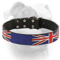 Leather collar for American Bulldog