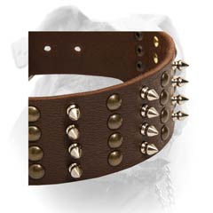 American Bulldog collar leather easily adjustable