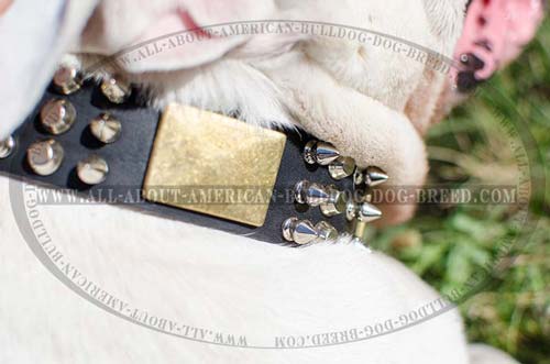 Extra wide decorated leather American Bulldog collar