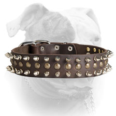 Leather American Bulldog collar with spikes and studs