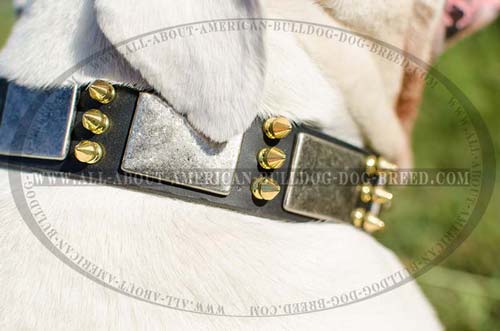 Shiny brass spikes and nickel plates for leather American Bulldog collar