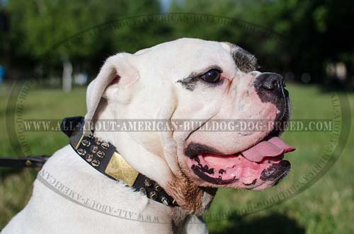 Luxury leather collar with plates, cones and spikes for American Bulldog