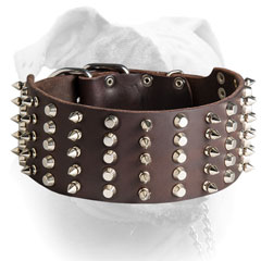 Shiny spikes and studs for leather American Bulldog collar