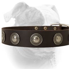 Leather American Bulldog collar decorated with silver conchos