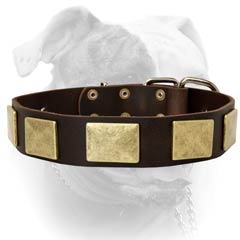 Durable leather American Bulldog collar with rivets