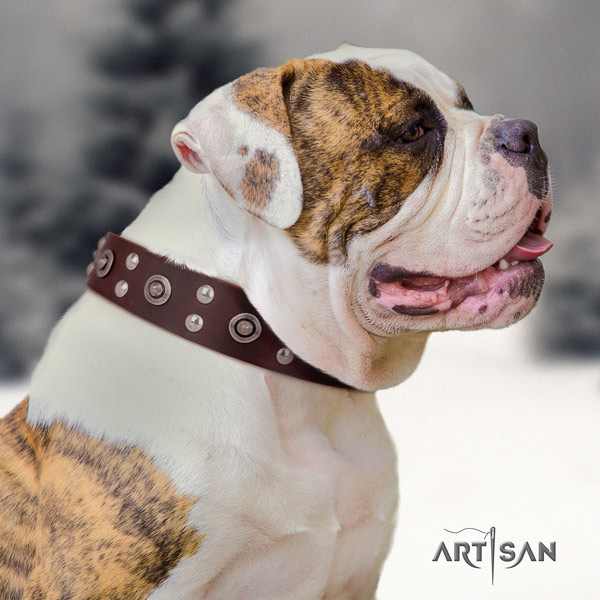 American Bulldog impressive full grain leather dog collar with embellishments