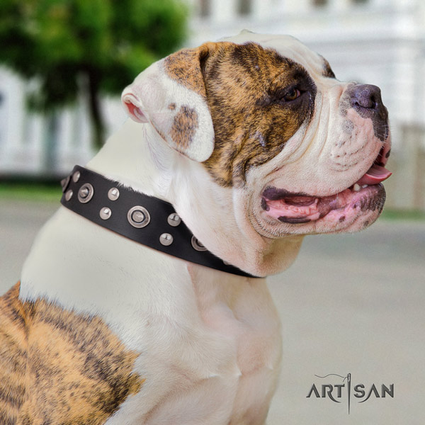 American Bulldog designer leather dog collar with decorations