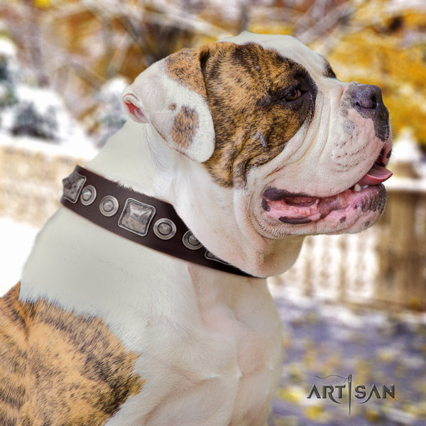 American Bulldog unusual leather dog collar with decorations