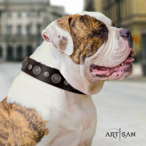 American Bulldog exquisite genuine leather dog collar with adornments for handy use
