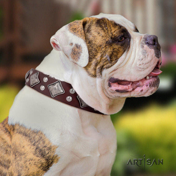 American Bulldog incredible leather dog collar with adornments