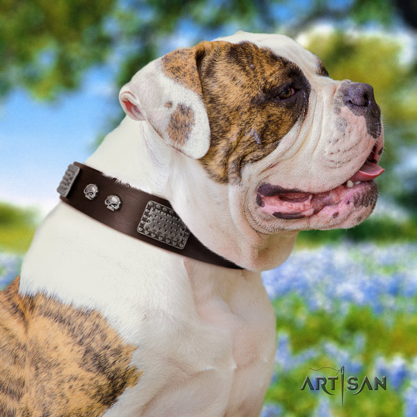 American Bulldog significant full grain leather dog collar with decorations for stylish walking
