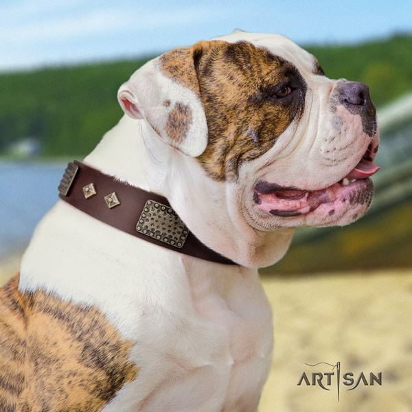 American Bulldog stylish leather dog collar with studs for walking