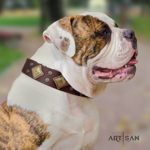 American Bulldog trendy leather dog collar with studs