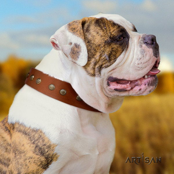 American Bulldog stylish design leather dog collar with embellishments