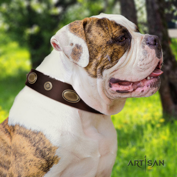 American Bulldog unique leather dog collar with embellishments for fancy walking