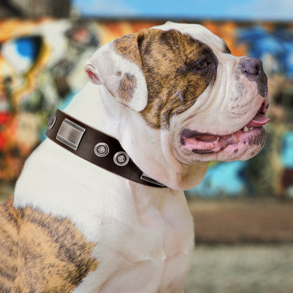American Bulldog significant leather dog collar with adornments for easy wearing