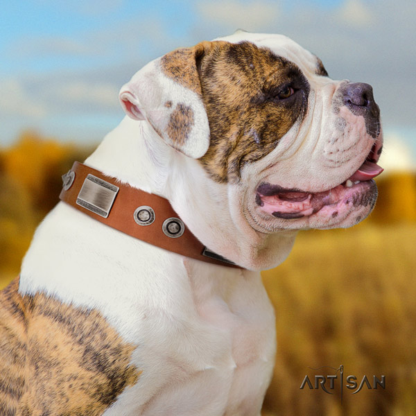 American Bulldog inimitable leather dog collar with embellishments for handy use