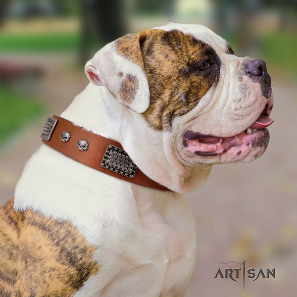 American Bulldog remarkable genuine leather dog collar with embellishments for everyday use