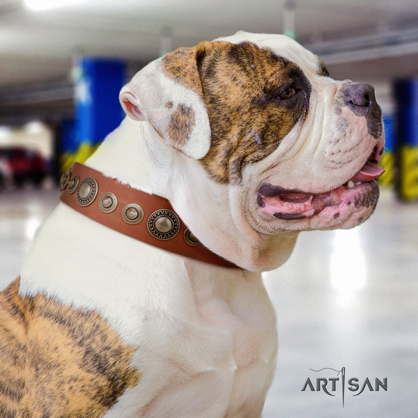 American Bulldog stylish full grain leather dog collar with decorations