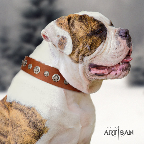 American Bulldog extraordinary full grain leather dog collar with adornments for daily use