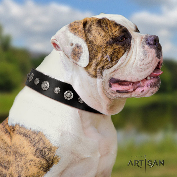 American Bulldog significant leather dog collar with adornments for everyday use