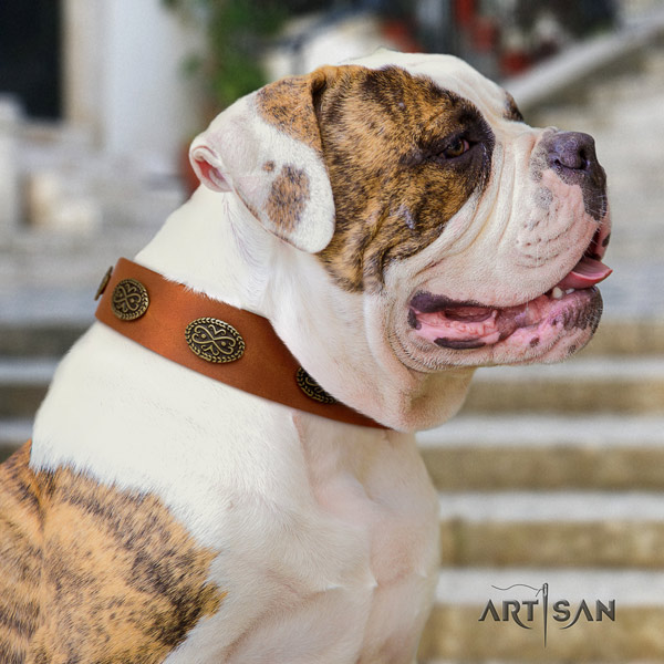 American Bulldog stylish design leather dog collar with embellishments for comfortable wearing
