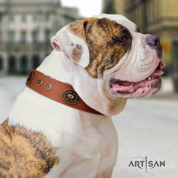 American Bulldog top notch full grain leather dog collar with adornments