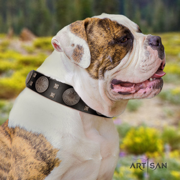 American Bulldog walking genuine leather collar with remarkable studs for your pet