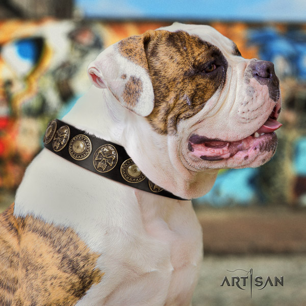 American Bulldog walking leather collar with decorations for your doggie