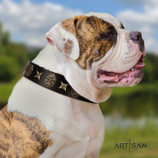 American Bulldog everyday use natural leather collar with studs for your pet