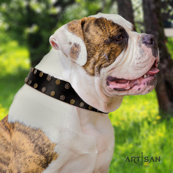 American Bulldog comfortable wearing natural leather collar with stylish adornments for your dog
