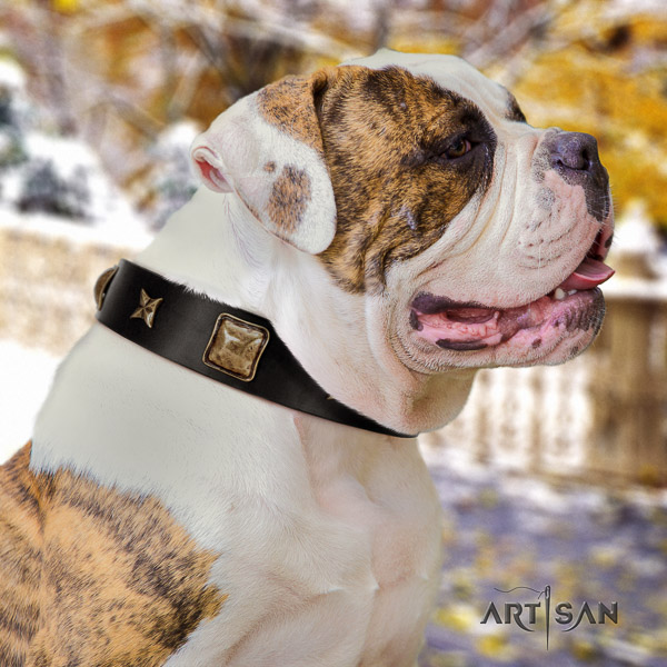American Bulldog daily use leather collar with decorations for your four-legged friend
