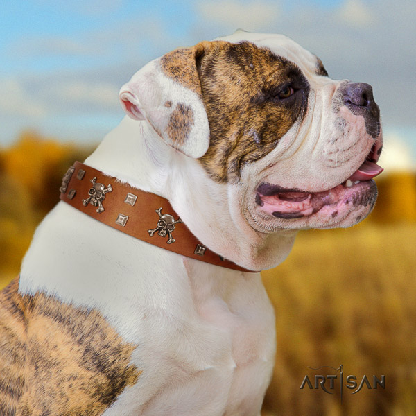 American Bulldog fancy walking leather collar with stylish design studs for your canine