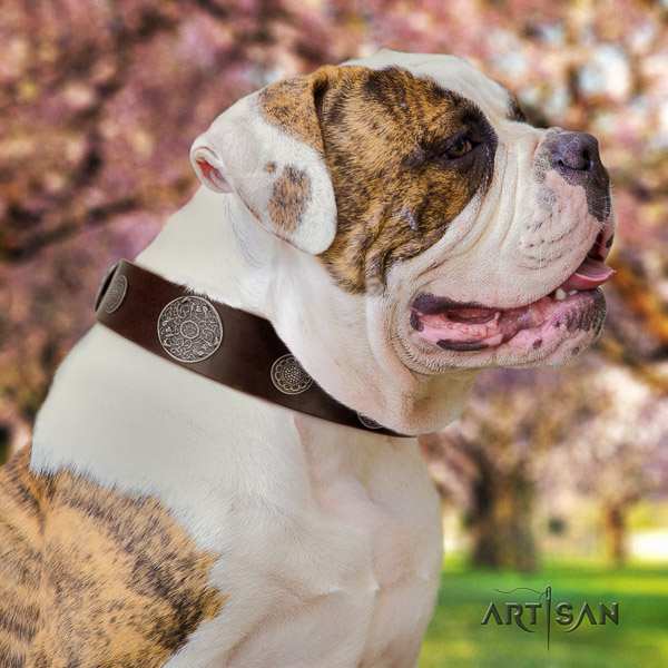 American Bulldog easy wearing natural leather collar with stunning adornments for your dog