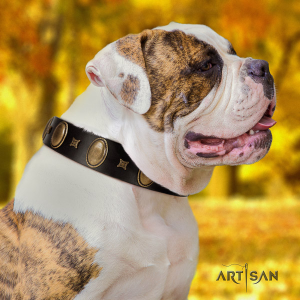 American Bulldog basic training genuine leather collar with amazing adornments for your pet