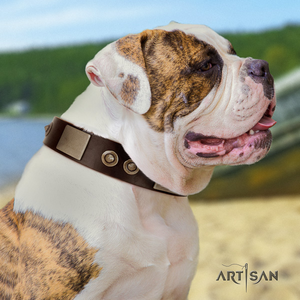 American Bulldog stylish walking full grain natural leather collar with embellishments for your four-legged friend