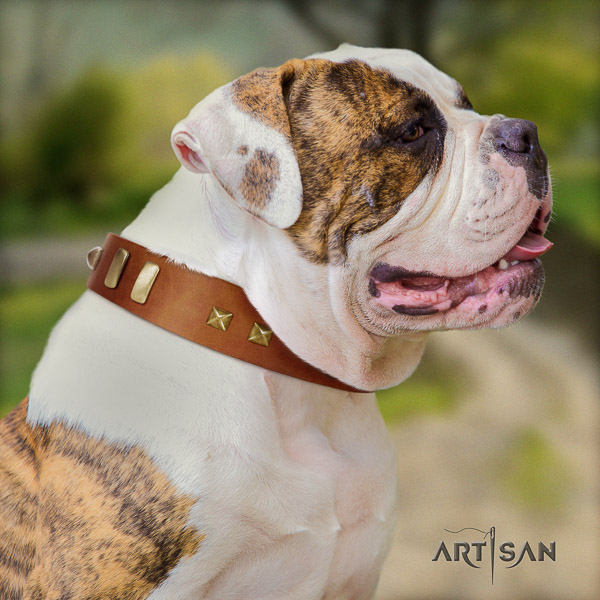 American Bulldog daily walking full grain leather collar with top notch embellishments for your dog