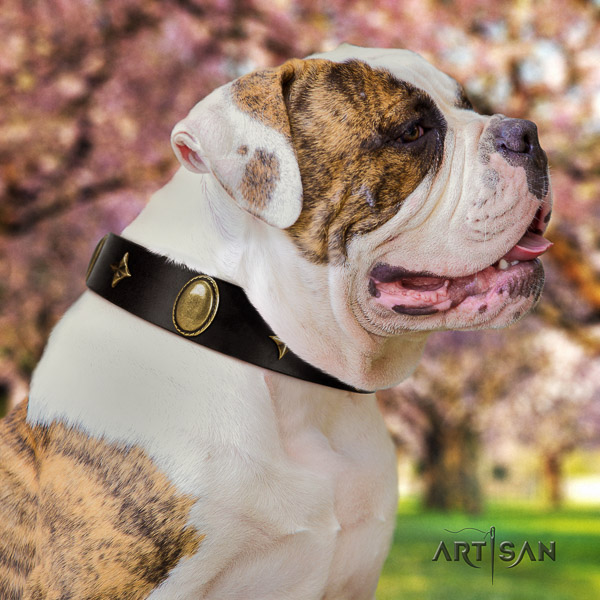 American Bulldog everyday walking leather collar with unusual embellishments for your dog